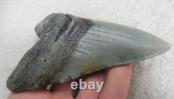 Extra Large Megalodon tooth 5.369 inches (13.63 cm)