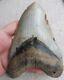 Extra Large Megalodon Tooth 5.910 Inches (15.01 Cm)
