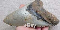 Extra Large Megalodon tooth 5.910 inches (15.01 cm)