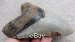 Extra Large Megalodon tooth 5.910 inches (15.01 cm)