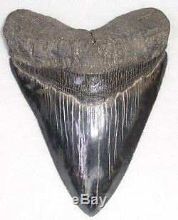 Extremely Rare Collector Quality 5 7/8 Fossil MEGALODON Shark Tooth