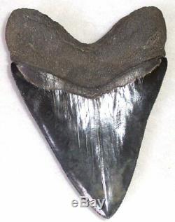 Extremely Rare Collector Quality 5 7/8 Fossil MEGALODON Shark Tooth