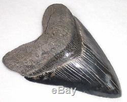 Extremely Rare Collector Quality 5 7/8 Fossil MEGALODON Shark Tooth