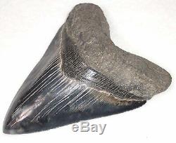 Extremely Rare Collector Quality 5 7/8 Fossil MEGALODON Shark Tooth