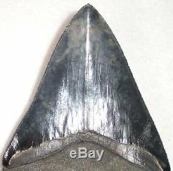 Extremely Rare Collector Quality 5 7/8 Fossil MEGALODON Shark Tooth