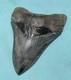 Extremely Rare Sc Megalodon Shark Tooth With Self Inflicted Bite Marks 4.9