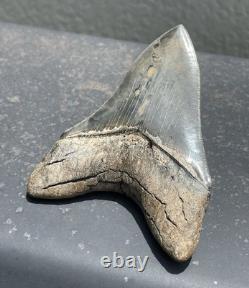 Extremely Rare Sc Megalodon Shark Tooth With Self Inflicted Bite Marks 4.9