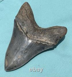 Extremely Rare Sc Megalodon Shark Tooth With Self Inflicted Bite Marks 4.9