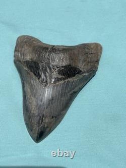 Extremely Rare Sc Megalodon Shark Tooth With Self Inflicted Bite Marks 4.9