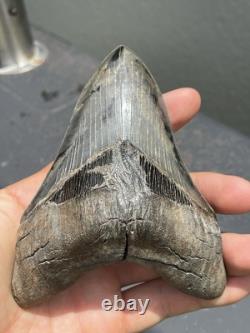 Extremely Rare Sc Megalodon Shark Tooth With Self Inflicted Bite Marks 4.9