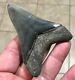 Fabulous Lower -golden Beach/venice- 3.31 X 2.48 Megalodon Shark Tooth Fossil