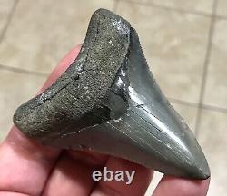FABULOUS LOWER -GOLDEN BEACH/VENICE- 3.31 x 2.48 Megalodon Shark Tooth Fossil