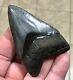 Fantastically Gorgeous 3.08 X 2.02 Megalodon Shark Tooth Fossil