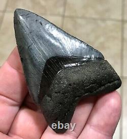 FANTASTICALLY GORGEOUS 3.08 x 2.02 Megalodon Shark Tooth Fossil