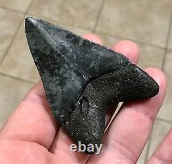 FANTASTICALLY GORGEOUS 3.08 x 2.02 Megalodon Shark Tooth Fossil