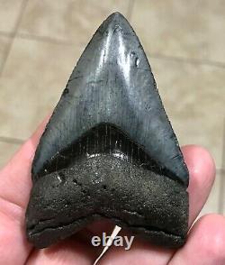 FANTASTICALLY GORGEOUS 3.08 x 2.02 Megalodon Shark Tooth Fossil