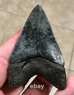 FANTASTICALLY GORGEOUS 3.08 x 2.02 Megalodon Shark Tooth Fossil