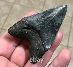 FANTASTICALLY GORGEOUS 3.08 x 2.02 Megalodon Shark Tooth Fossil