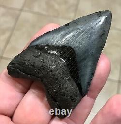 FANTASTICALLY GORGEOUS 3.08 x 2.02 Megalodon Shark Tooth Fossil