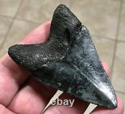 FANTASTICALLY GORGEOUS 3.08 x 2.02 Megalodon Shark Tooth Fossil