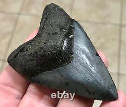 FANTASTICALLY GORGEOUS 3.08 x 2.02 Megalodon Shark Tooth Fossil