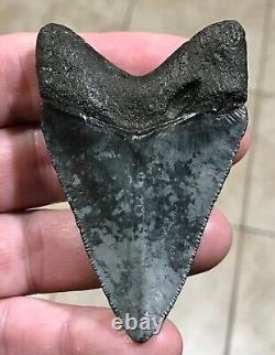 FANTASTICALLY GORGEOUS 3.08 x 2.02 Megalodon Shark Tooth Fossil