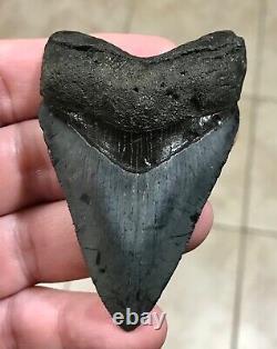 FANTASTICALLY GORGEOUS 3.08 x 2.02 Megalodon Shark Tooth Fossil