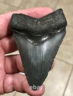 FANTASTICALLY SHAPED 3.47 x 2.39 Megalodon Shark Tooth Fossil