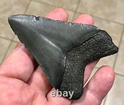 FANTASTICALLY SHAPED 3.47 x 2.39 Megalodon Shark Tooth Fossil