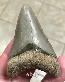 FANTASTIC -B. VALLEY- DAGGER 2.99 Lower Megalodon Shark Tooth Fossil