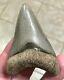 Fantastic -b. Valley- Dagger 2.99 Lower Megalodon Shark Tooth Fossil