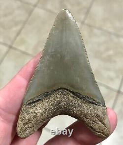 FANTASTIC -B. VALLEY- DAGGER 2.99 Lower Megalodon Shark Tooth Fossil