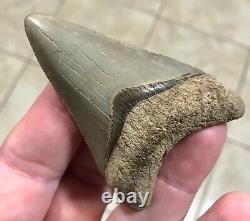 FANTASTIC -B. VALLEY- DAGGER 2.99 Lower Megalodon Shark Tooth Fossil