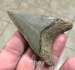 FANTASTIC -B. VALLEY- DAGGER 2.99 Lower Megalodon Shark Tooth Fossil