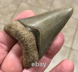 FANTASTIC -B. VALLEY- DAGGER 2.99 Lower Megalodon Shark Tooth Fossil