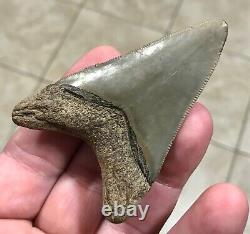 FANTASTIC -B. VALLEY- DAGGER 2.99 Lower Megalodon Shark Tooth Fossil