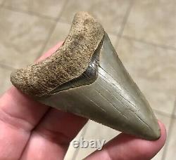 FANTASTIC -B. VALLEY- DAGGER 2.99 Lower Megalodon Shark Tooth Fossil