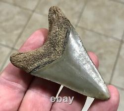 FANTASTIC -B. VALLEY- DAGGER 2.99 Lower Megalodon Shark Tooth Fossil