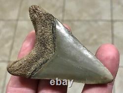 FANTASTIC -B. VALLEY- DAGGER 2.99 Lower Megalodon Shark Tooth Fossil