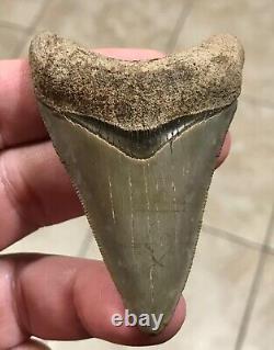 FANTASTIC -B. VALLEY- DAGGER 2.99 Lower Megalodon Shark Tooth Fossil