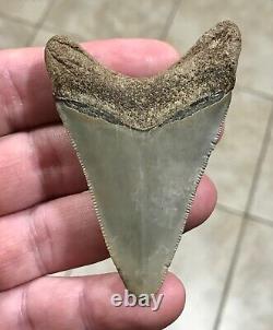 FANTASTIC -B. VALLEY- DAGGER 2.99 Lower Megalodon Shark Tooth Fossil