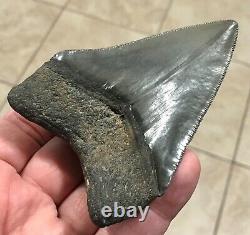 FANTASTIC PATHOLOGICAL 4.02 x 2.85 Principle Megalodon Shark Tooth Fossil