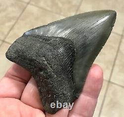 FANTASTIC PATHOLOGICAL 4.02 x 2.85 Principle Megalodon Shark Tooth Fossil