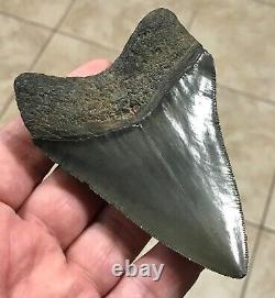 FANTASTIC PATHOLOGICAL 4.02 x 2.85 Principle Megalodon Shark Tooth Fossil