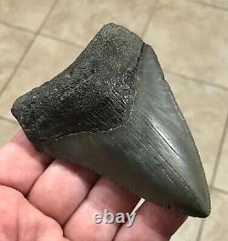 FANTASTIC PATHOLOGICAL 4.02 x 2.85 Principle Megalodon Shark Tooth Fossil