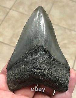 FANTASTIC PATHOLOGICAL 4.02 x 2.85 Principle Megalodon Shark Tooth Fossil