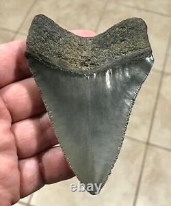 FANTASTIC PATHOLOGICAL 4.02 x 2.85 Principle Megalodon Shark Tooth Fossil