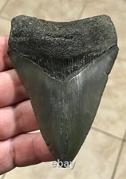 FANTASTIC PATHOLOGICAL 4.02 x 2.85 Principle Megalodon Shark Tooth Fossil