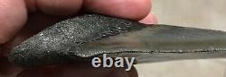 FANTASTIC PATHOLOGICAL 4.02 x 2.85 Principle Megalodon Shark Tooth Fossil