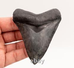 FINEST Florida Megalodon Shark Tooth 4.05 0696